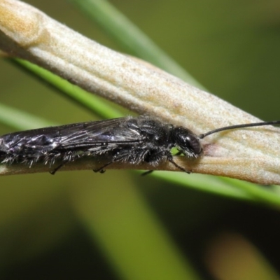 Tiphiidae (family) (Unidentified Smooth flower wasp) at Hackett, ACT - 2 Dec 2019 by TimL