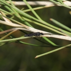 Tiphiidae (family) at Hackett, ACT - 2 Dec 2019 10:38 AM