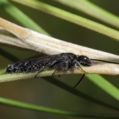 Tiphiidae (family) at Hackett, ACT - 2 Dec 2019 10:38 AM