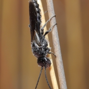 Tiphiidae (family) at Hackett, ACT - 2 Dec 2019 11:24 AM