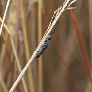 Tiphiidae (family) at Hackett, ACT - 2 Dec 2019