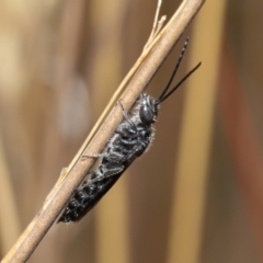 Tiphiidae (family) at Hackett, ACT - 2 Dec 2019 11:24 AM