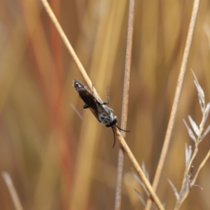 Tiphiidae (family) at Hackett, ACT - 2 Dec 2019