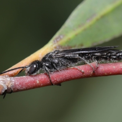 Tiphiidae (family) (Unidentified Smooth flower wasp) at Acton, ACT - 2 Dec 2019 by TimL