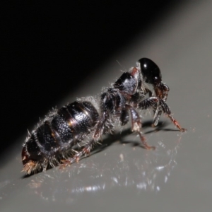 Tiphiidae (family) at Acton, ACT - 3 Dec 2019