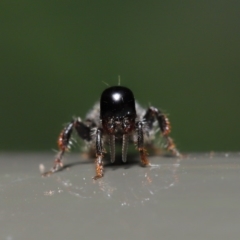 Tiphiidae (family) at Acton, ACT - 3 Dec 2019