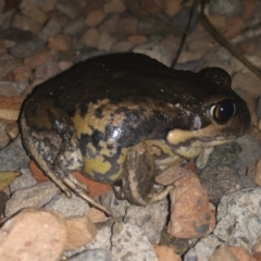 Limnodynastes dumerilii (Eastern Banjo Frog) at Michelago, NSW - 4 Jan 2020 by Illilanga