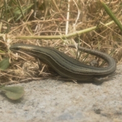 Pseudemoia pagenstecheri (Grassland Tussock-skink) at Jindabyne, NSW - 29 Dec 2019 by Illilanga