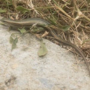 Pseudemoia pagenstecheri at Jindabyne, NSW - 29 Dec 2019 11:39 AM