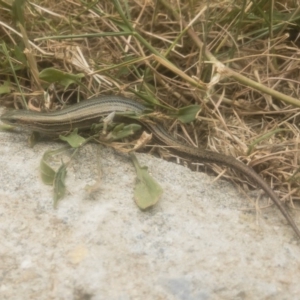 Pseudemoia pagenstecheri at Jindabyne, NSW - 29 Dec 2019 11:39 AM