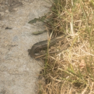 Pseudemoia pagenstecheri at Jindabyne, NSW - 29 Dec 2019 11:39 AM