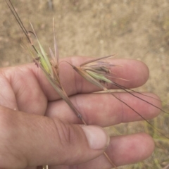 Themeda triandra (Kangaroo Grass) at Jindabyne, NSW - 28 Dec 2019 by Illilanga