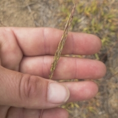 Bothriochloa macra (Red Grass, Red-leg Grass) at Jindabyne, NSW - 28 Dec 2019 by Illilanga