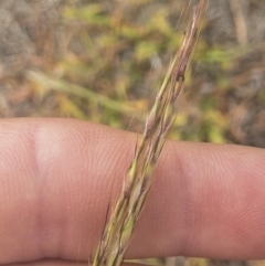 Bothriochloa macra at Jindabyne, NSW - 29 Dec 2019 08:41 AM