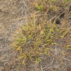 Bothriochloa macra at Jindabyne, NSW - 29 Dec 2019 08:41 AM