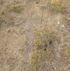 Bothriochloa macra at Jindabyne, NSW - 29 Dec 2019 08:41 AM