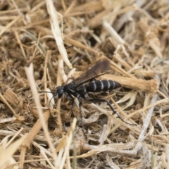 Turneromyia sp. (genus) (Zebra spider wasp) at Jindabyne, NSW - 28 Dec 2019 by Illilanga