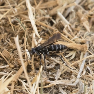 Turneromyia sp. (genus) (Zebra spider wasp) at Jindabyne, NSW - 29 Dec 2019 by Illilanga