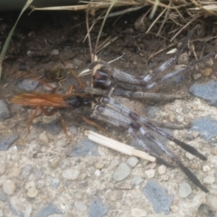 Cryptocheilus sp. (genus) at Jindabyne, NSW - 29 Dec 2019 08:30 AM