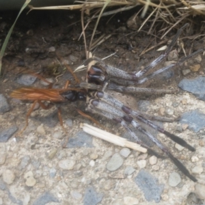 Cryptocheilus sp. (genus) at Jindabyne, NSW - 29 Dec 2019 08:30 AM