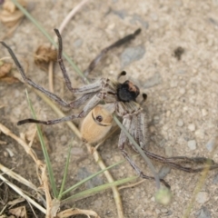 Isopeda sp. (genus) (Huntsman Spider) at Jindabyne, NSW - 29 Dec 2019 by Illilanga