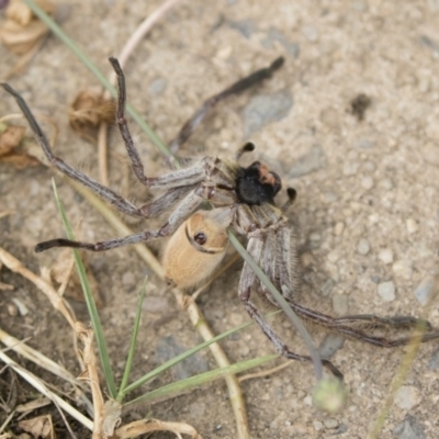 Isopeda sp. (genus) (Huntsman Spider) at Jindabyne, NSW - 29 Dec 2019 by Illilanga