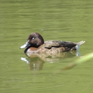 Aythya australis at Gordon, ACT - 27 Nov 2019 12:48 PM