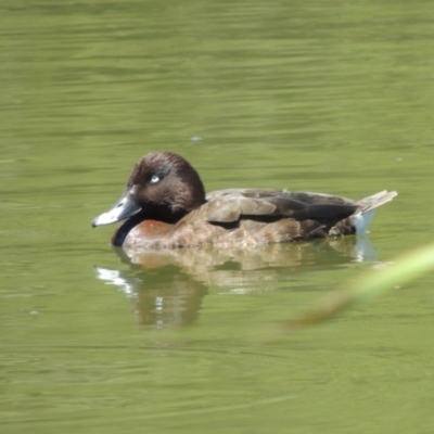 Aythya australis (Hardhead) at Gordon, ACT - 27 Nov 2019 by michaelb