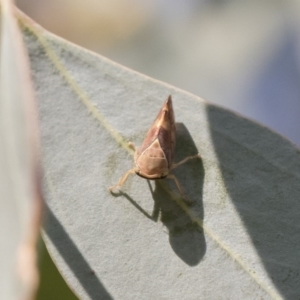 Brunotartessus fulvus at Michelago, NSW - 17 Dec 2019 07:50 AM