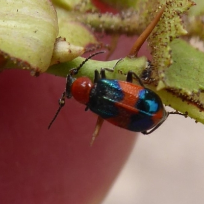 Dicranolaius bellulus (Red and Blue Pollen Beetle) at Coree, ACT - 9 Jan 2020 by Christine