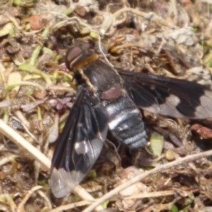 Balaana sp. (genus) at Coree, ACT - 9 Jan 2020