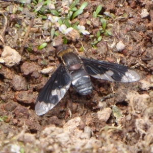 Balaana sp. (genus) at Coree, ACT - 9 Jan 2020