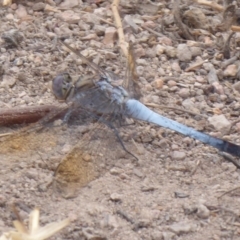 Orthetrum caledonicum (Blue Skimmer) at Coree, ACT - 9 Jan 2020 by Christine