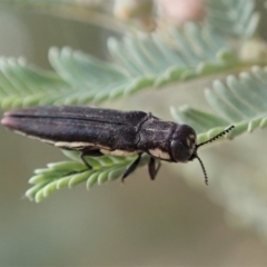 Agrilus hypoleucus (Hypoleucus jewel beetle) at Mount Painter - 9 Jan 2020 by CathB