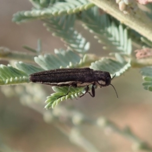 Agrilus hypoleucus at Cook, ACT - 9 Jan 2020