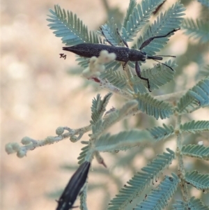 Agrilus hypoleucus at Cook, ACT - 9 Jan 2020