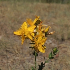 Hypericum perforatum (St John's Wort) at Gordon Pond - 27 Nov 2019 by michaelb