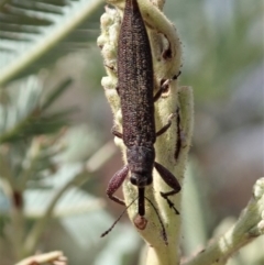 Rhinotia phoenicoptera at Cook, ACT - 9 Jan 2020