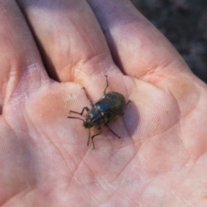 Pachycoelia sp. (genus) at Tuross, NSW - 27 Nov 2019