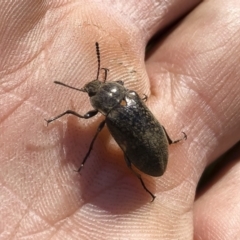 Pachycoelia sp. (genus) at Tuross, NSW - 27 Nov 2019