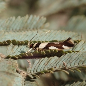 Macrobathra desmotoma at Cook, ACT - 9 Jan 2020