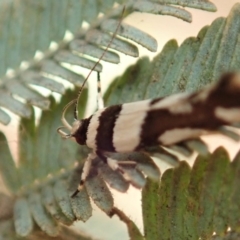 Macrobathra desmotoma at Cook, ACT - 9 Jan 2020