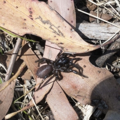 Mygalomorphae (infraorder) (Unidentified mygalomorph spider) at Tuross, NSW - 27 Nov 2019 by Illilanga
