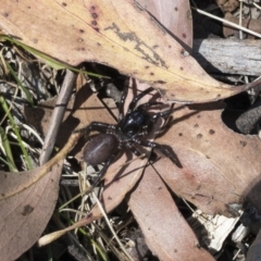 Hadronyche sp. (genus) at Tuross, NSW - 27 Nov 2019 02:51 PM