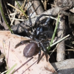 Hadronyche sp. (genus) at Tuross, NSW - 27 Nov 2019 02:51 PM