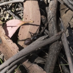 Hadronyche sp. (genus) at Tuross, NSW - 27 Nov 2019 02:51 PM