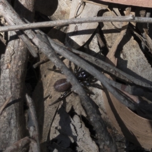 Hadronyche sp. (genus) at Tuross, NSW - 27 Nov 2019 02:51 PM