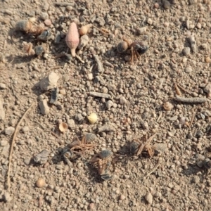 Camponotus consobrinus at Dunlop, ACT - 10 Jan 2020