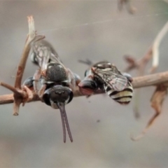 Lipotriches (Austronomia) phanerura (Halictid Bee) at Cook, ACT - 8 Jan 2020 by CathB