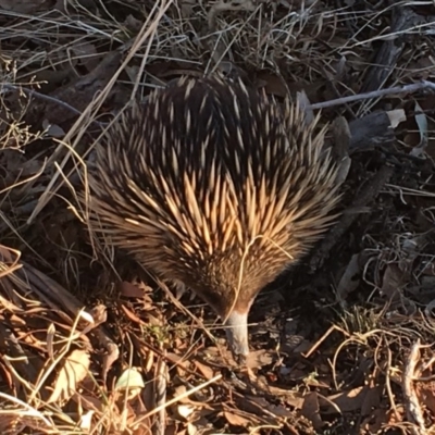 Tachyglossus aculeatus (Short-beaked Echidna) at Michelago, NSW - 14 Aug 2019 by Illilanga